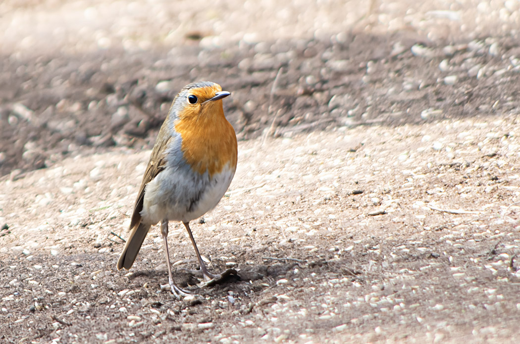 European Robin
