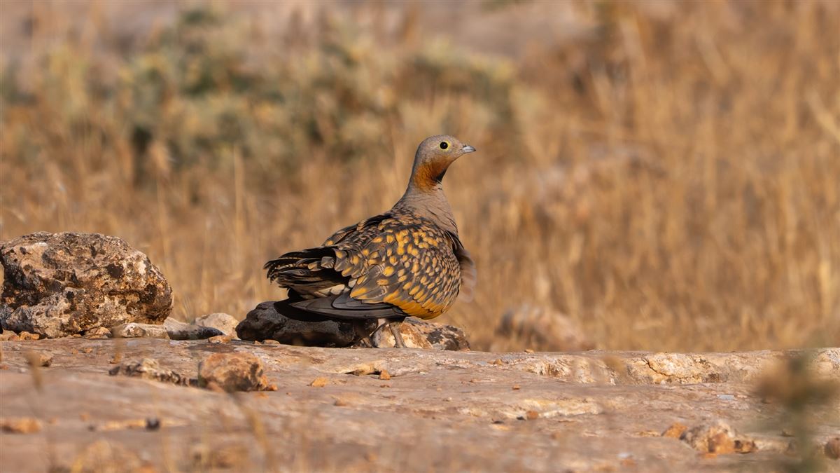 Black-bellied Sandgrouse