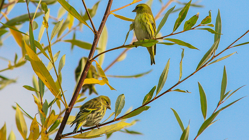 Eurasian Siskin