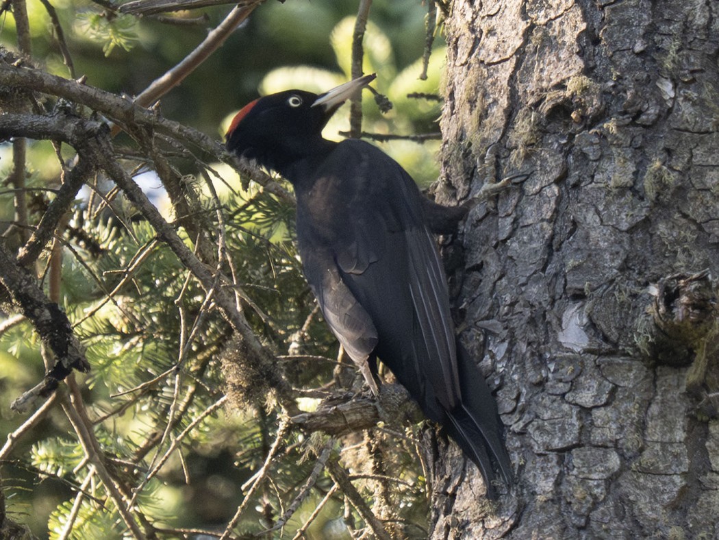 Black Woodpecker