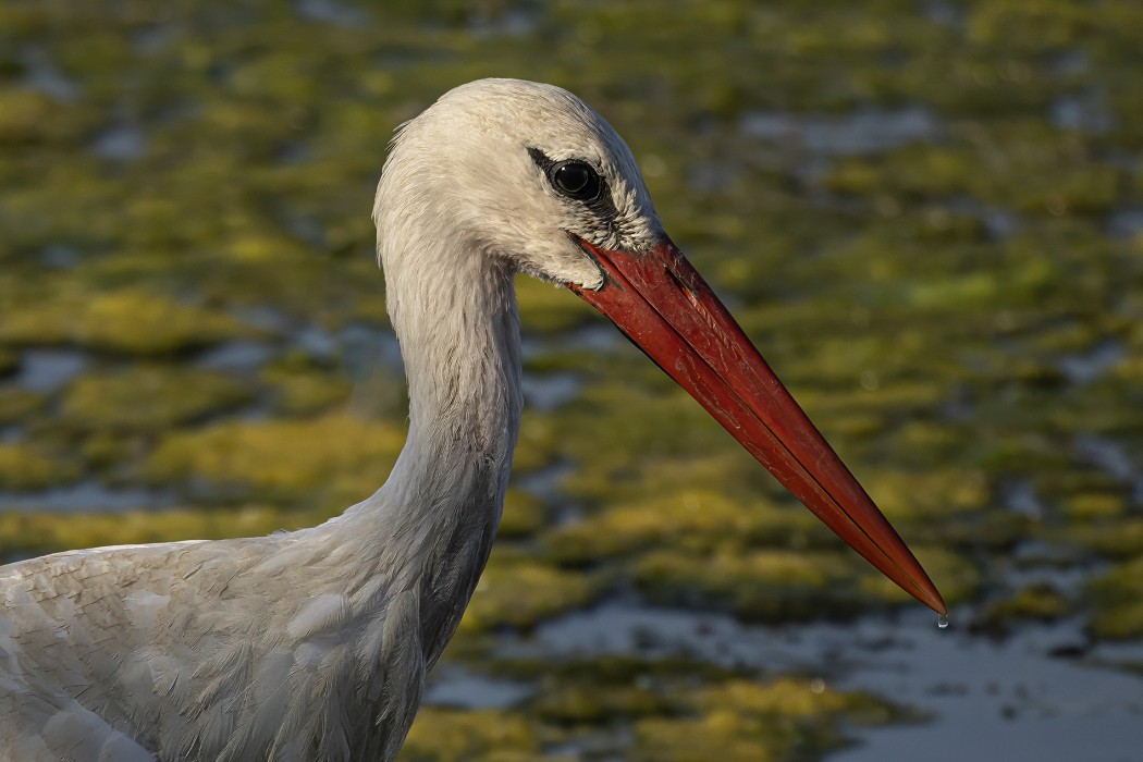White Stork