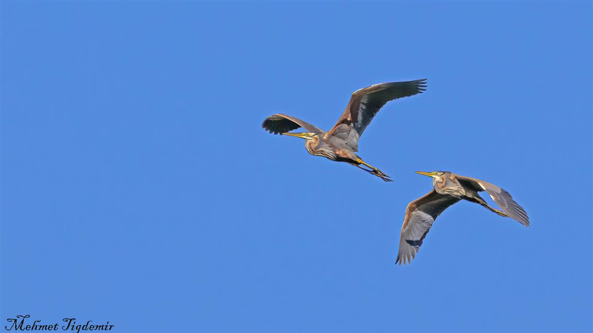 Purple Heron