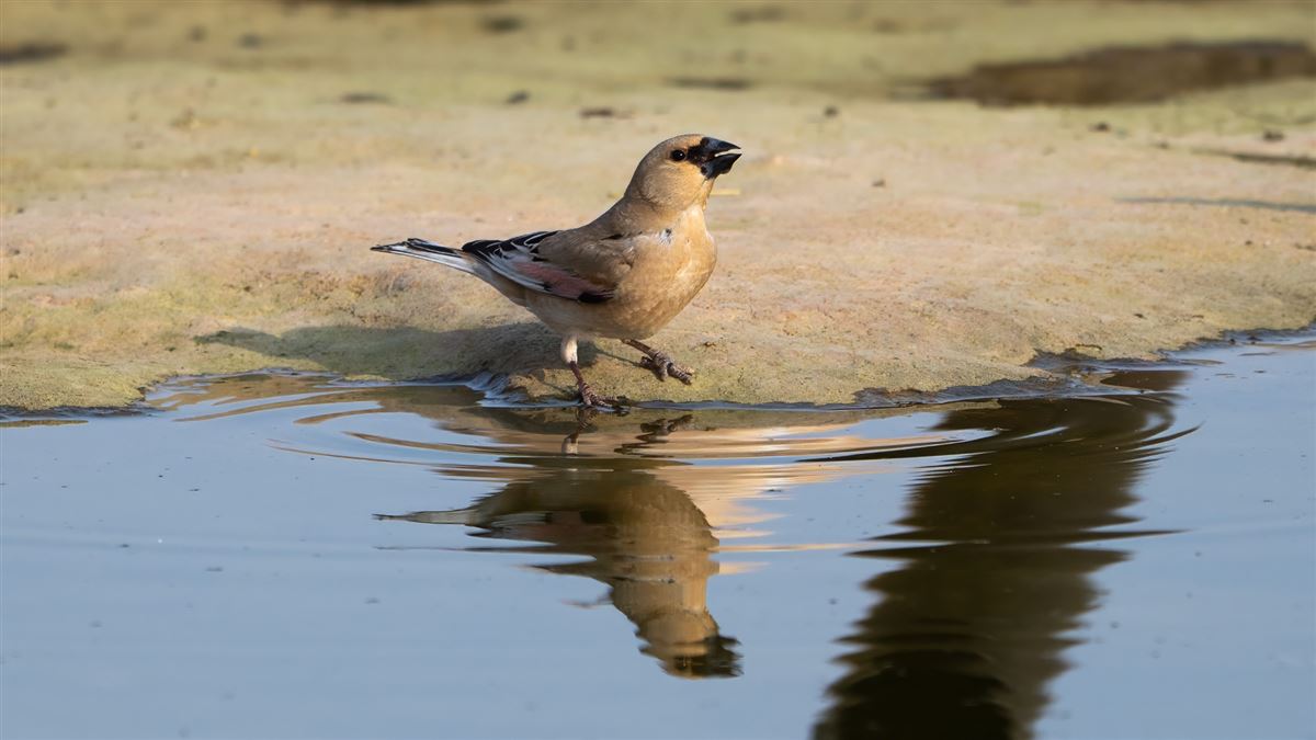 Desert Finch