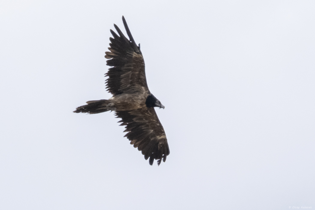 Bearded Vulture