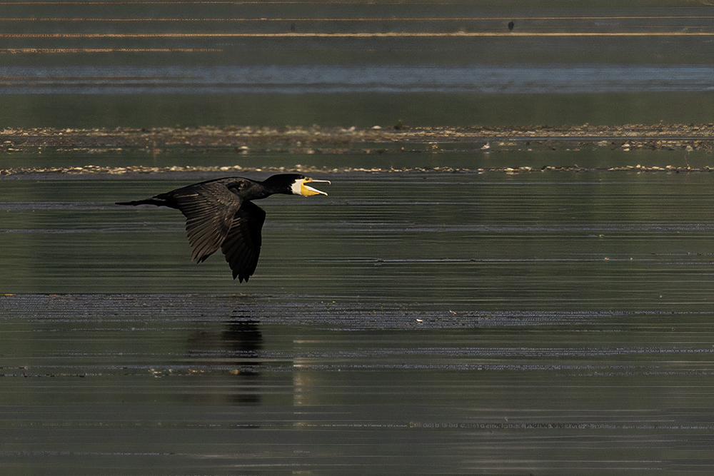 Great Cormorant