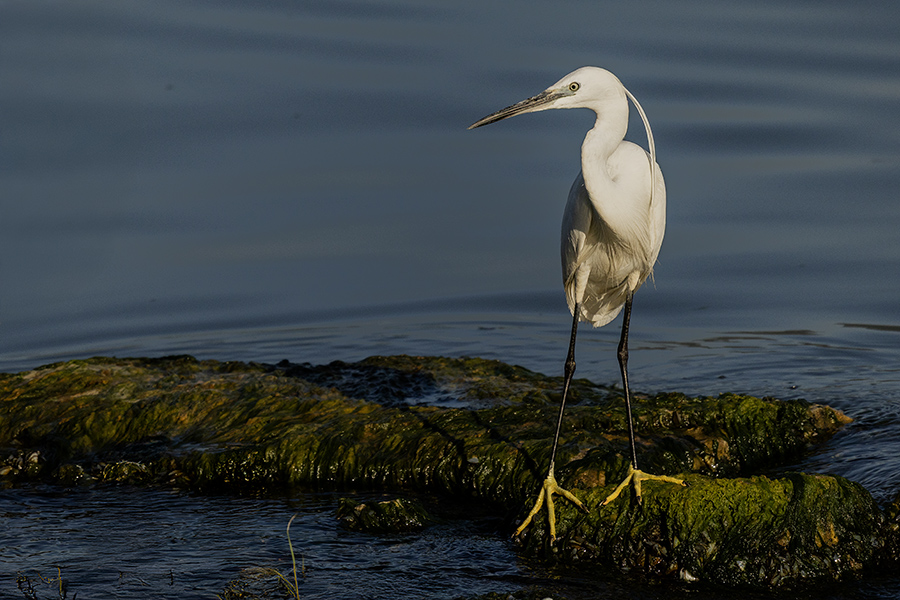 Little Egret