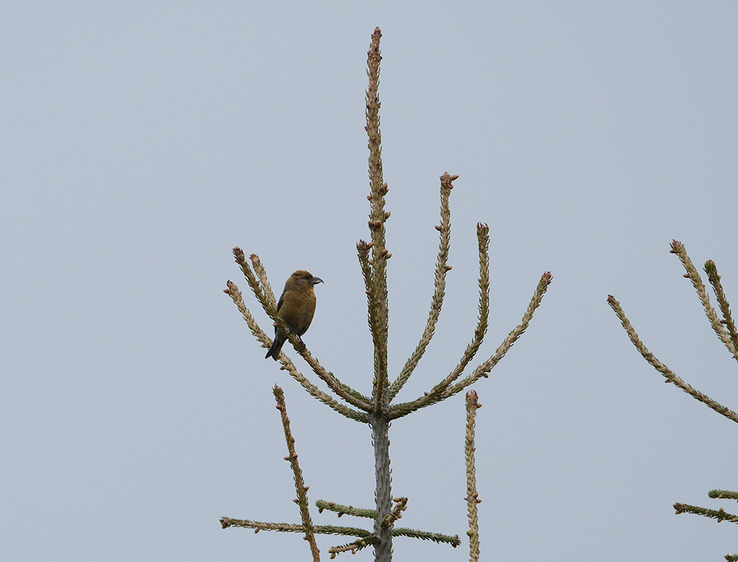 Red Crossbill