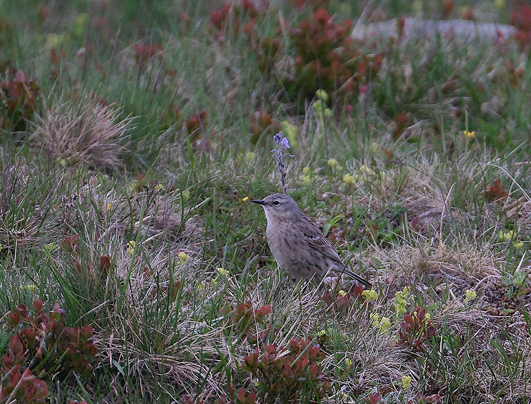 Water Pipit