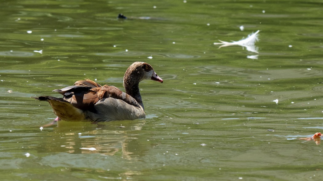 Egyptian Goose