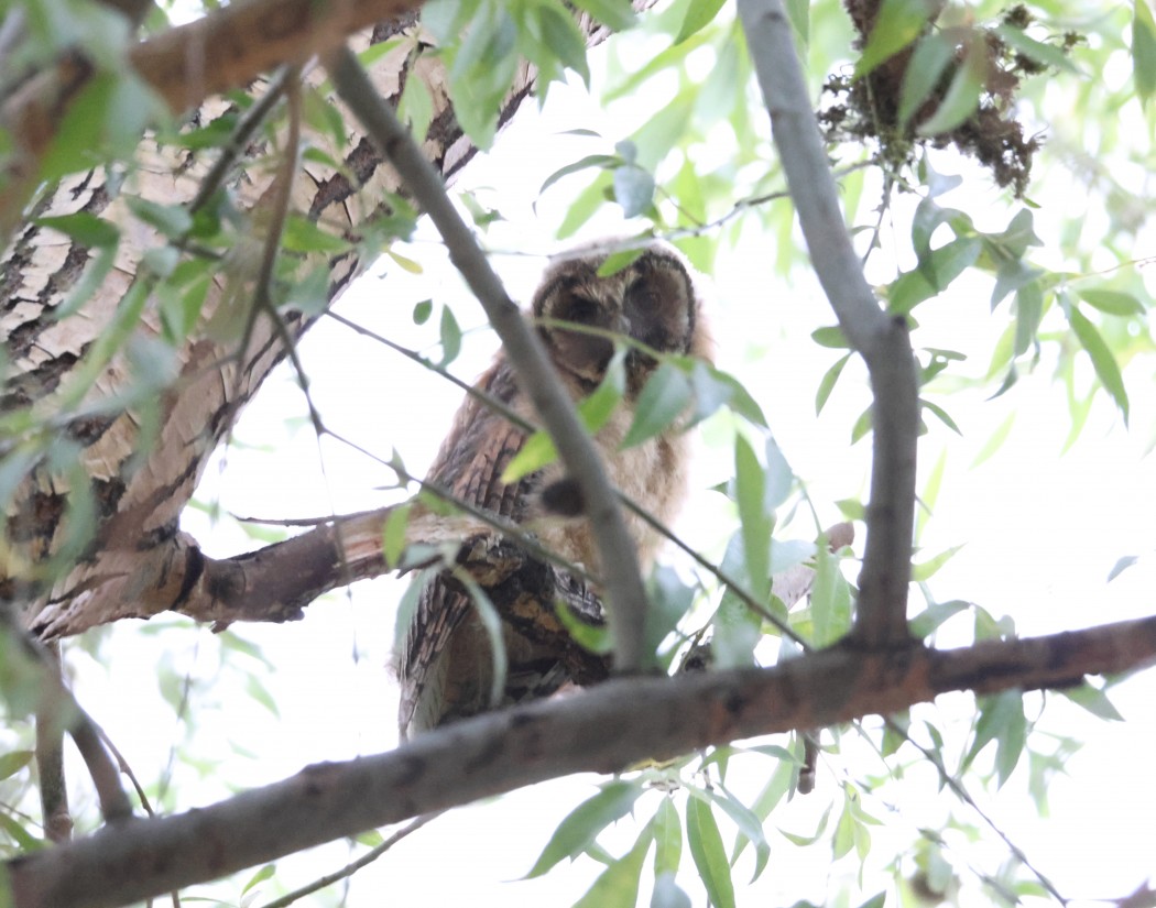 Long-eared Owl
