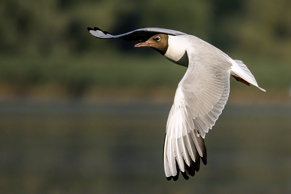 Black-headed Gull