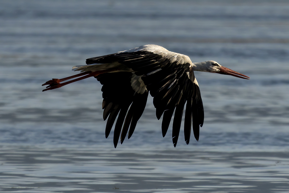 White Stork