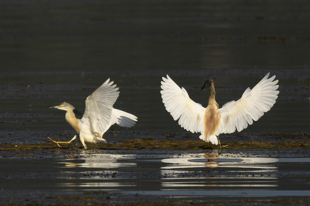 Squacco Heron