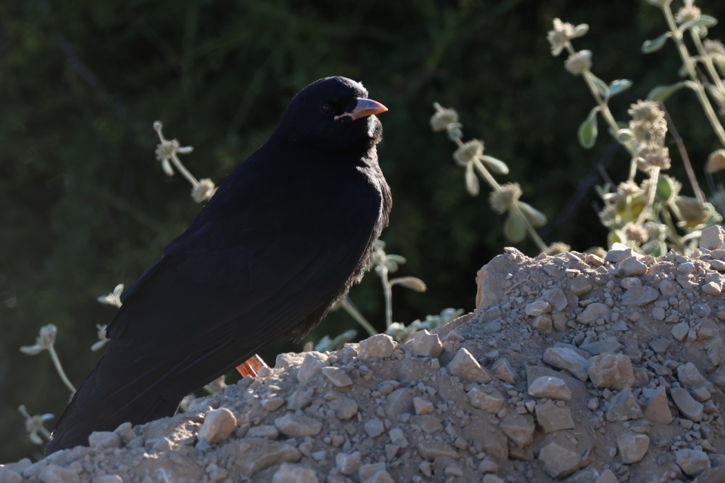 Alpine Chough