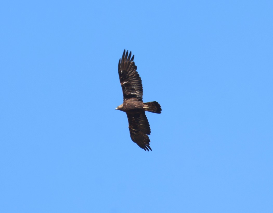 Golden Eagle