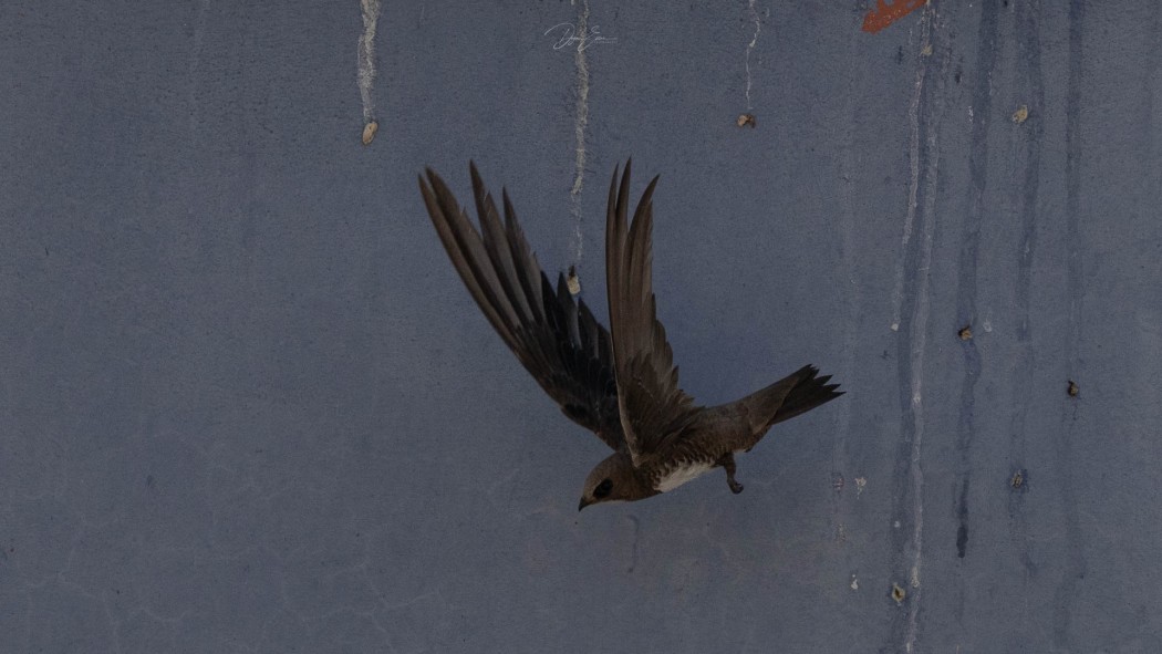 Alpine Swift