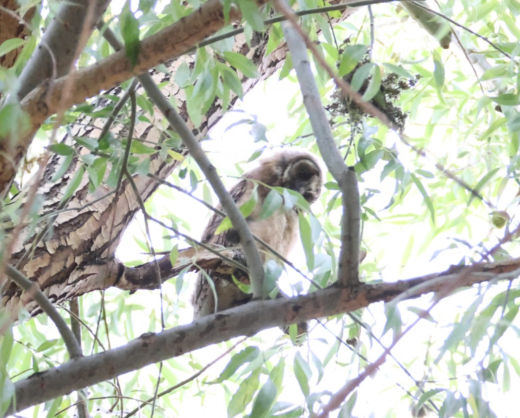 Long-eared Owl