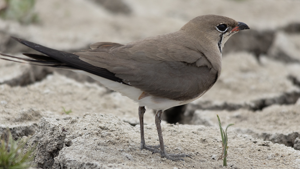 Collared Pratincole
