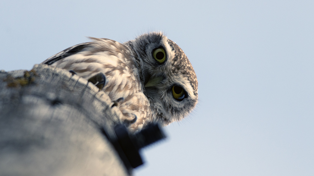 Little Owl