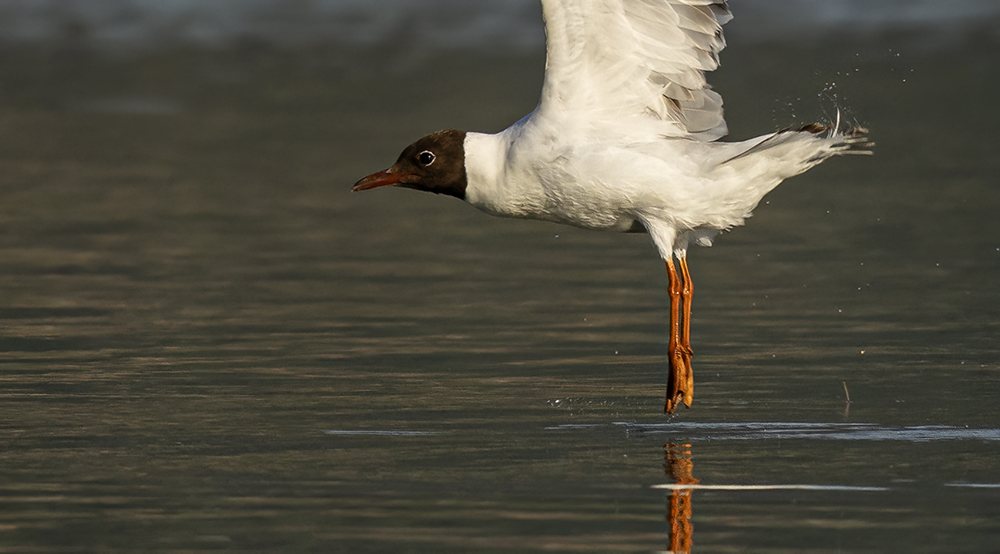 Black-headed Gull