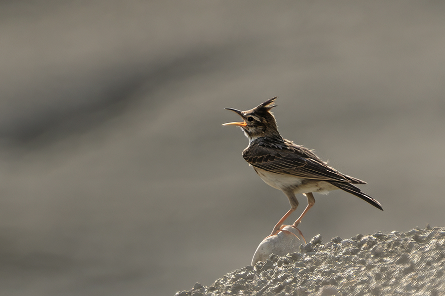 Crested Lark
