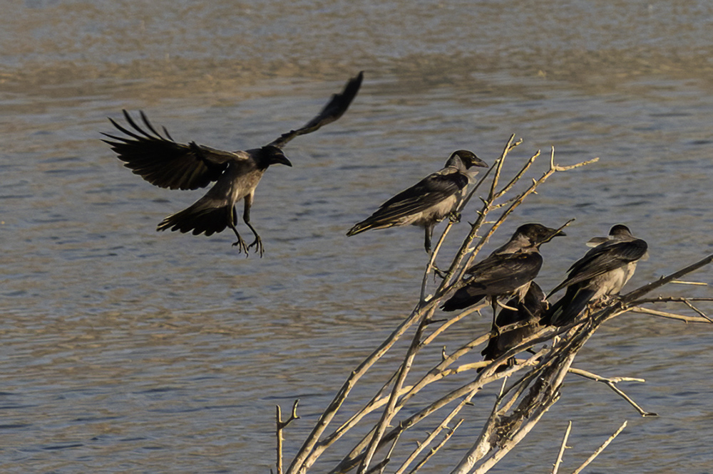Hooded Crow