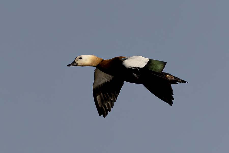 Ruddy Shelduck