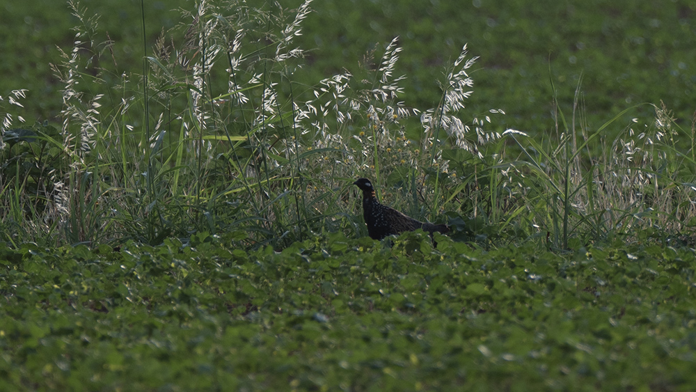 Black Francolin