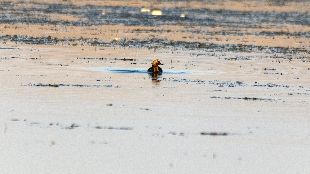 Black-necked Grebe