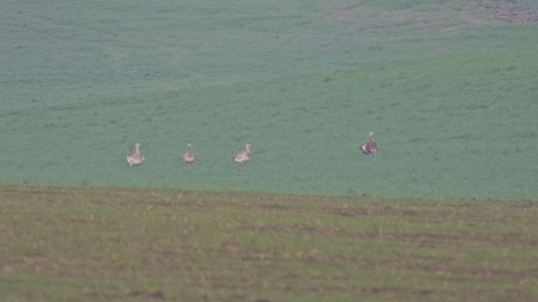 Great Bustard