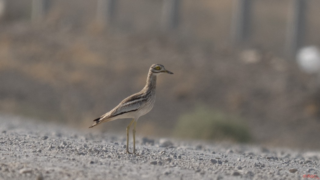 Eurasian Stone-curlew