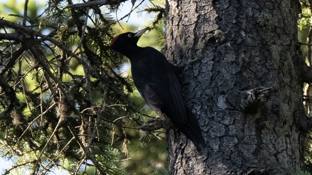Black Woodpecker