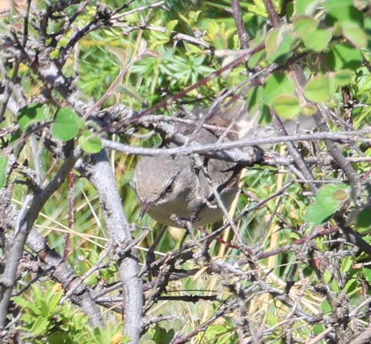 Barred Warbler