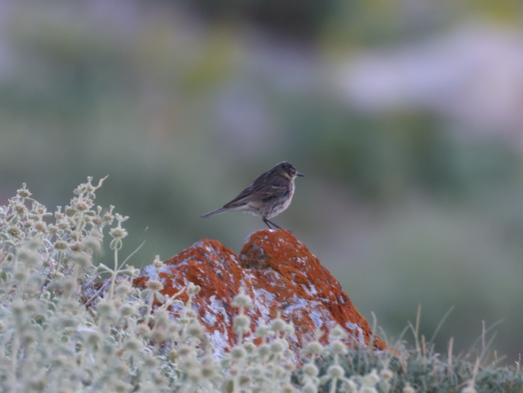 Water Pipit