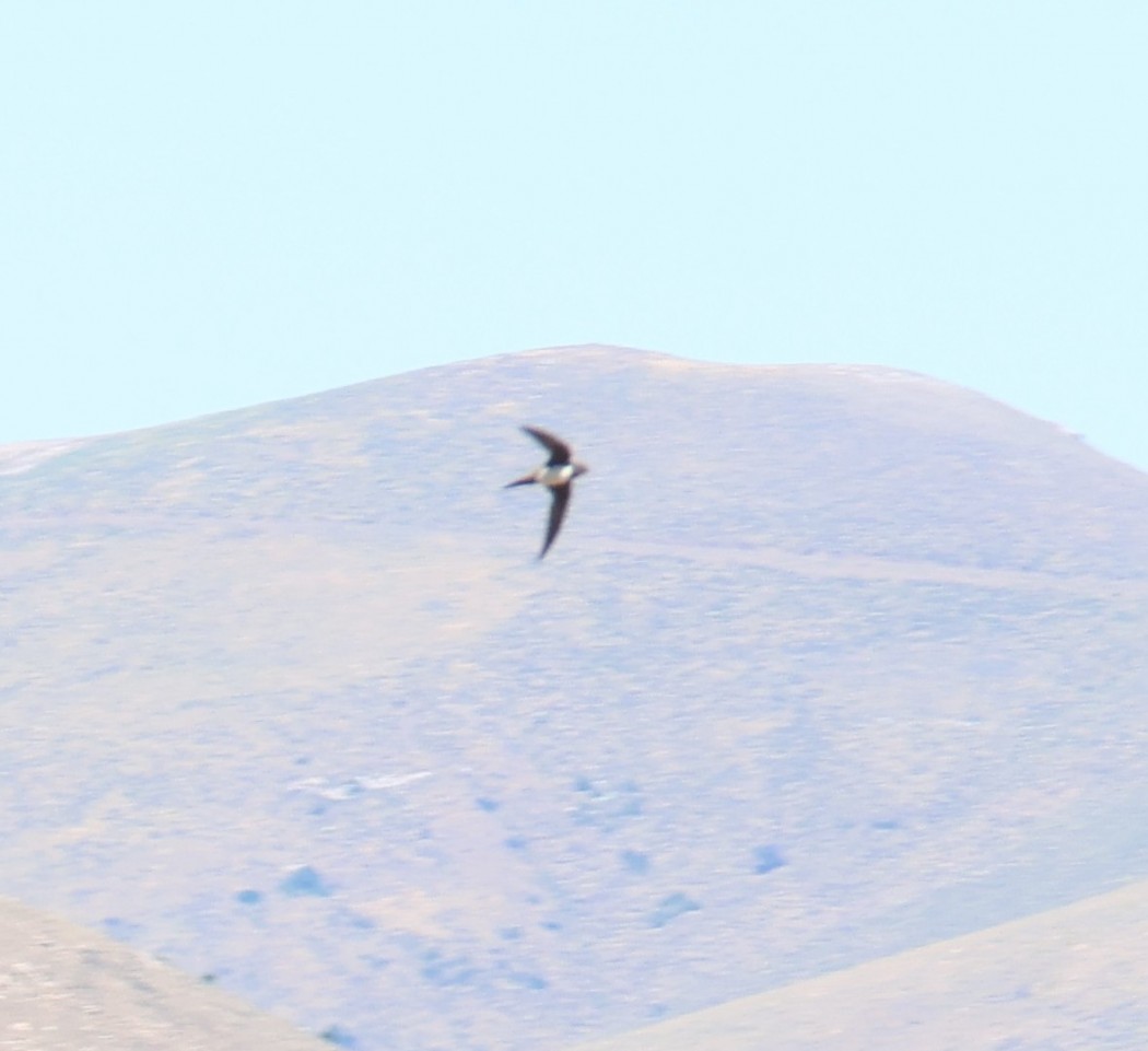 Alpine Swift