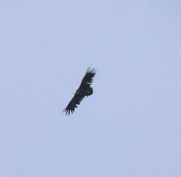 Cinereous Vulture