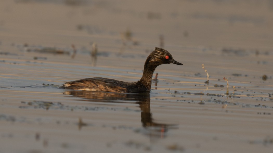 Black-necked Grebe