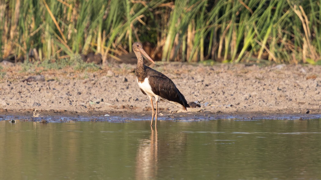Black Stork