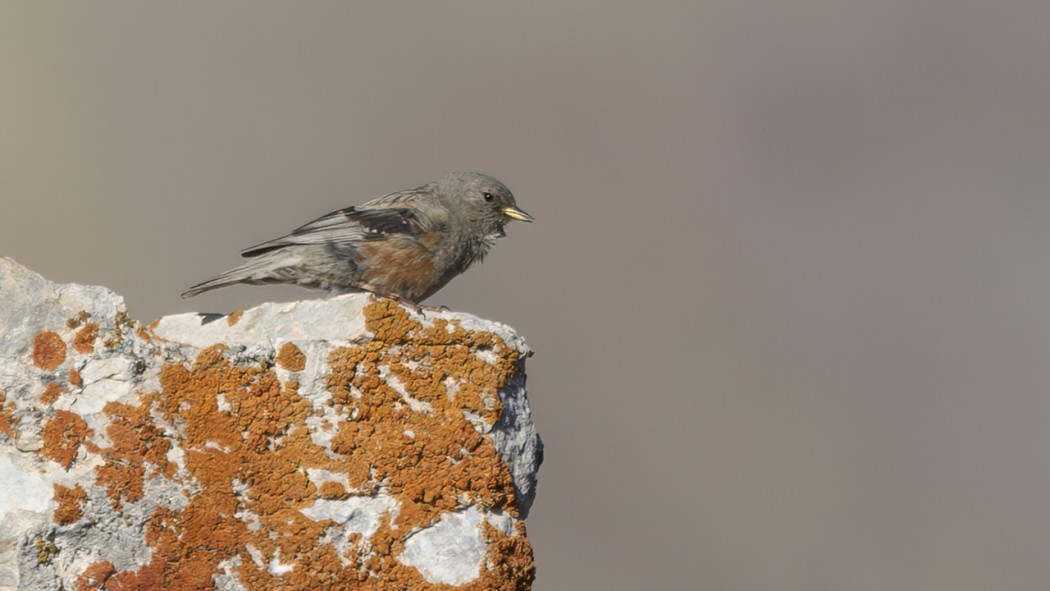 Alpine Accentor