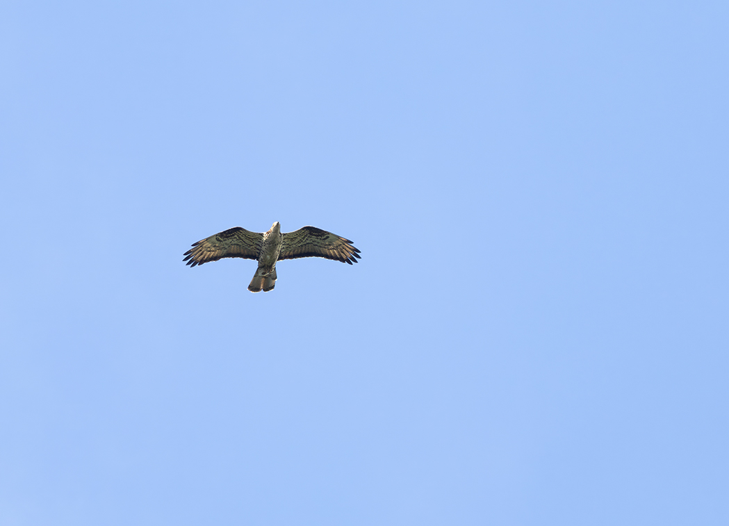 European Honey Buzzard