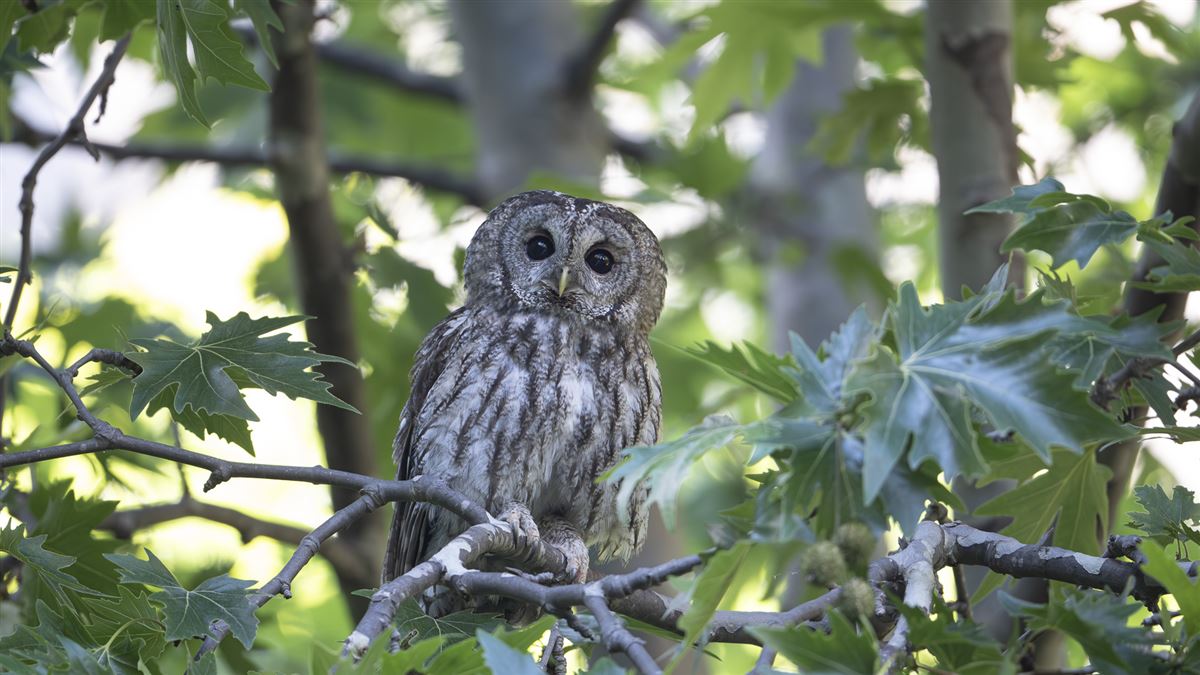 Tawny Owl