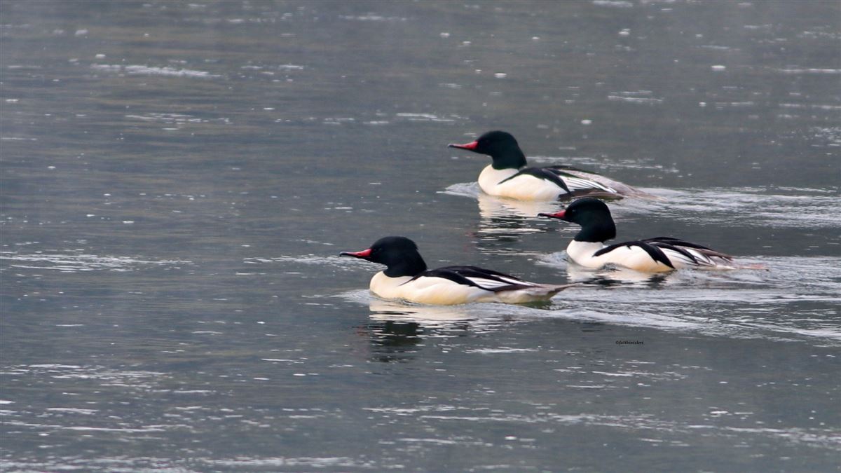 Common Merganser