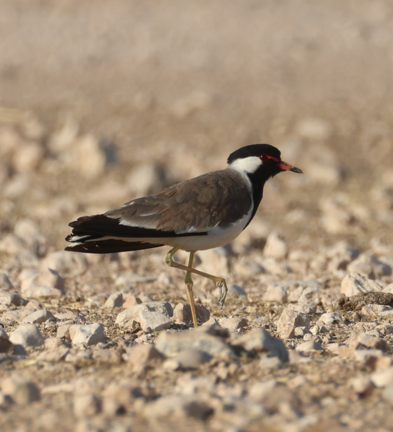 Red-wattled Lapwing