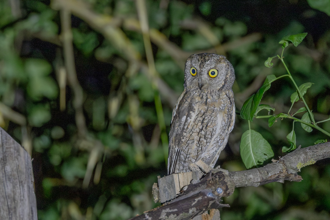 Eurasian Scops Owl