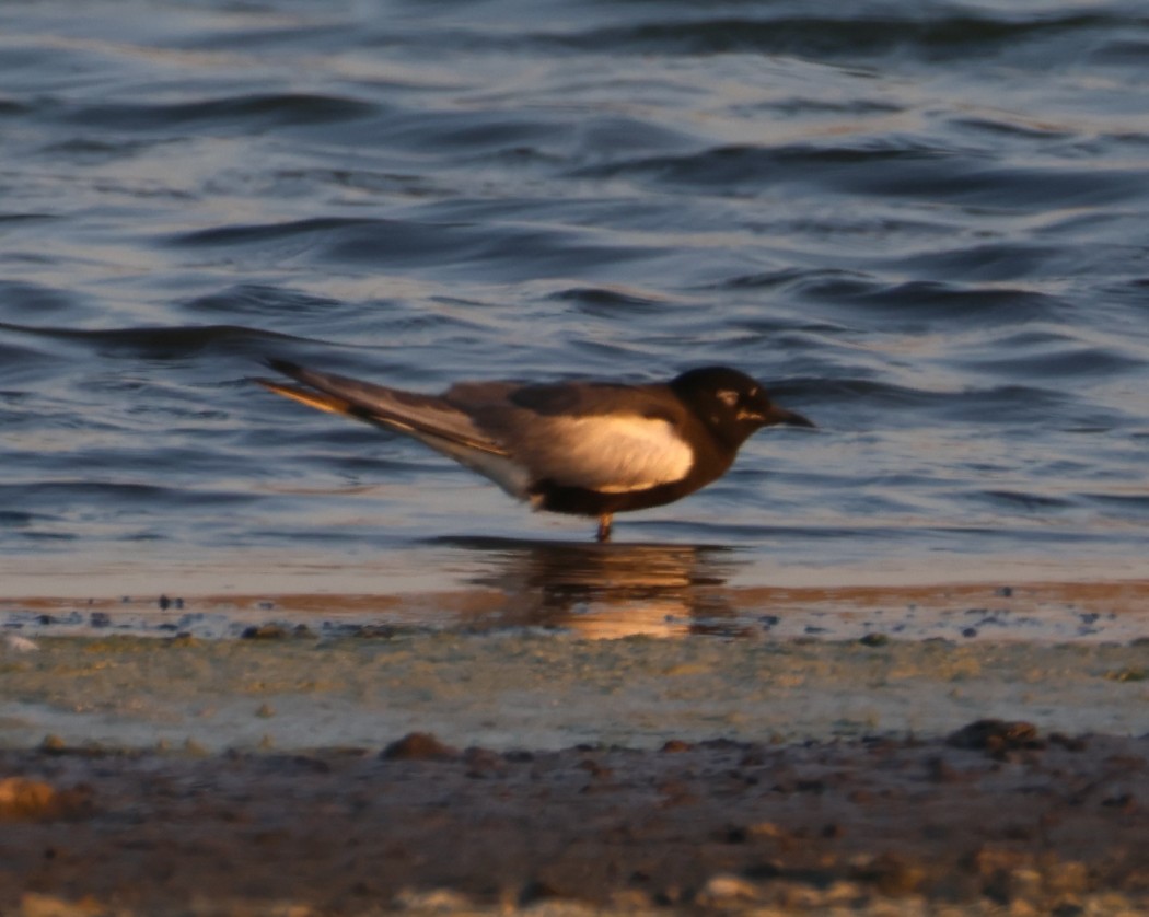 White-winged Tern