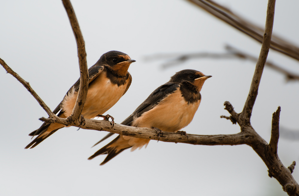 Barn Swallow
