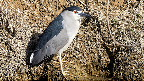 Black-crowned Night Heron