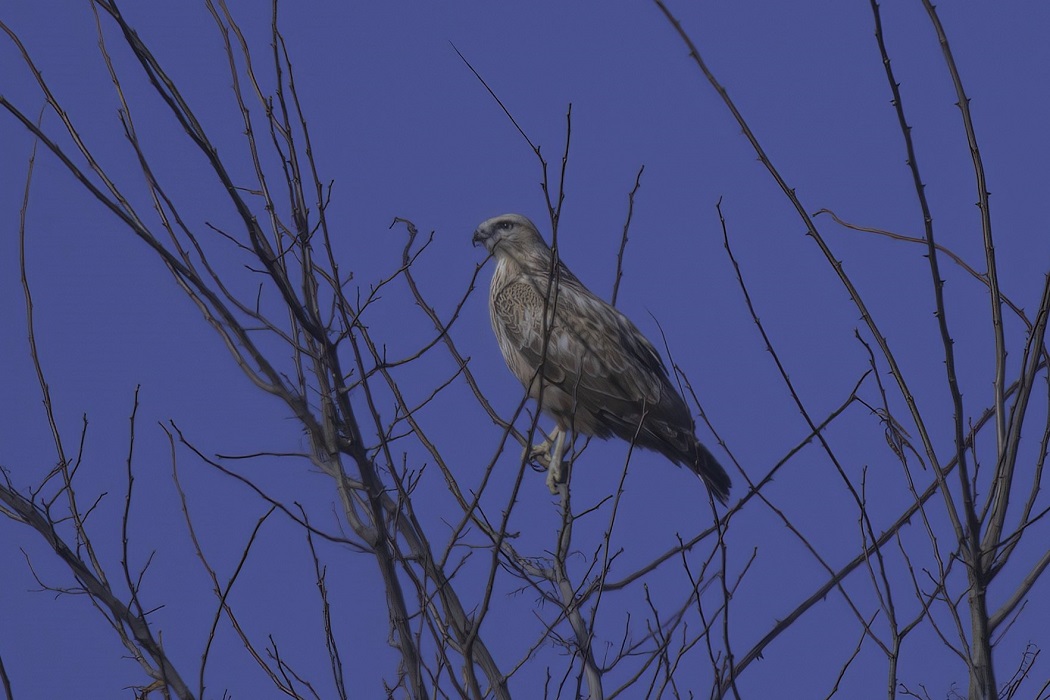 Long-legged Buzzard