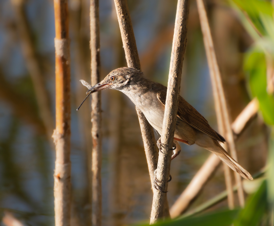 Great Reed Warbler