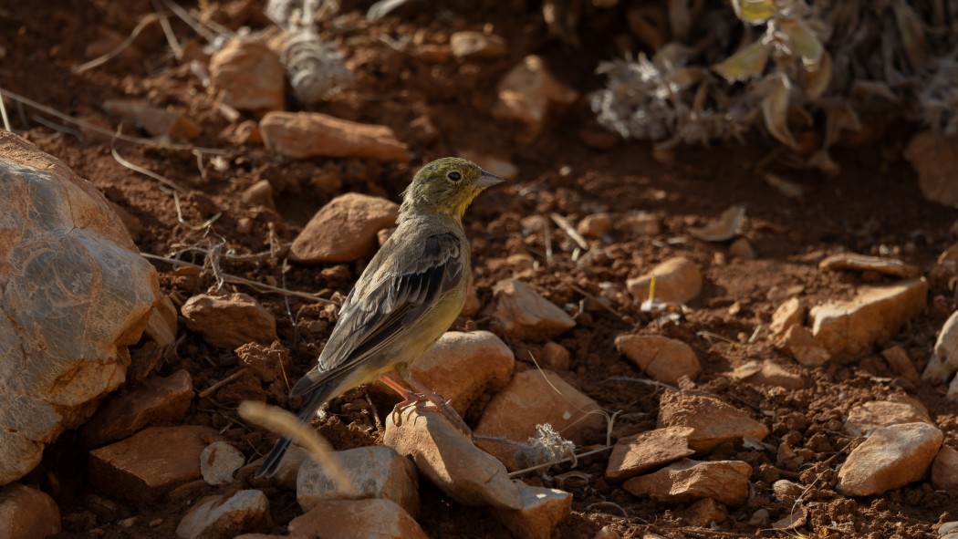 Cinereous Bunting